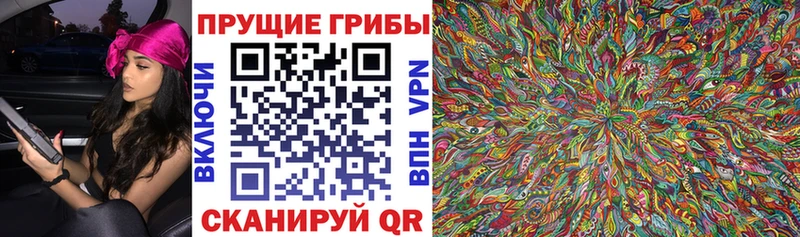 площадка состав  Могоча  Псилоцибиновые грибы прущие грибы 